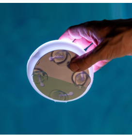 Foco led de piscina Newgarden Papaya 12 batería recargable Newgarden Focos led piscina