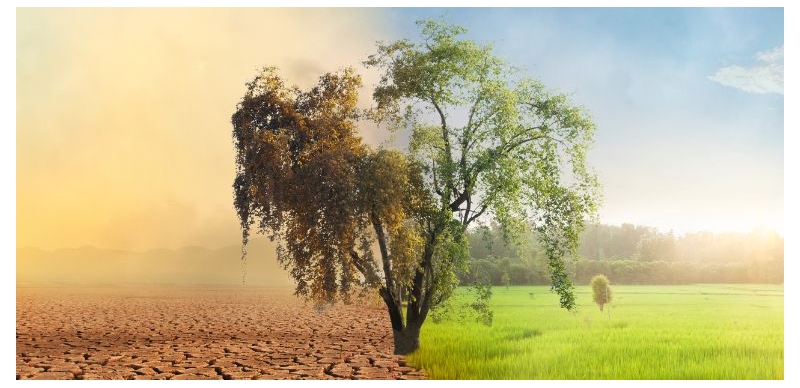 Acciones contra el cambio climático